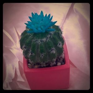 Fake Cactus Decoration.
